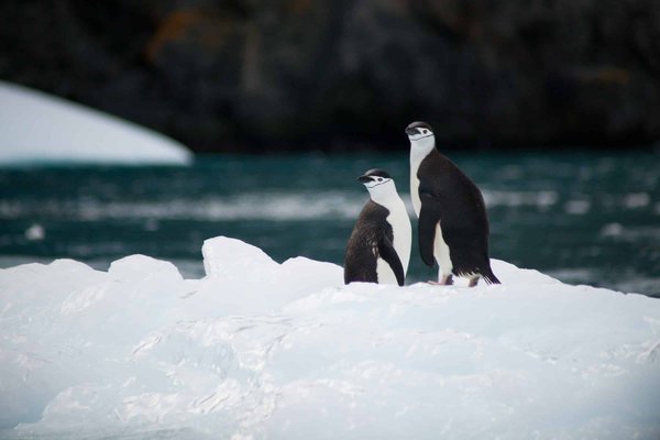 Quelles sont les meilleures expéditions pour observer les pingouins en Antarctique ?